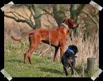 Jodha & Kees